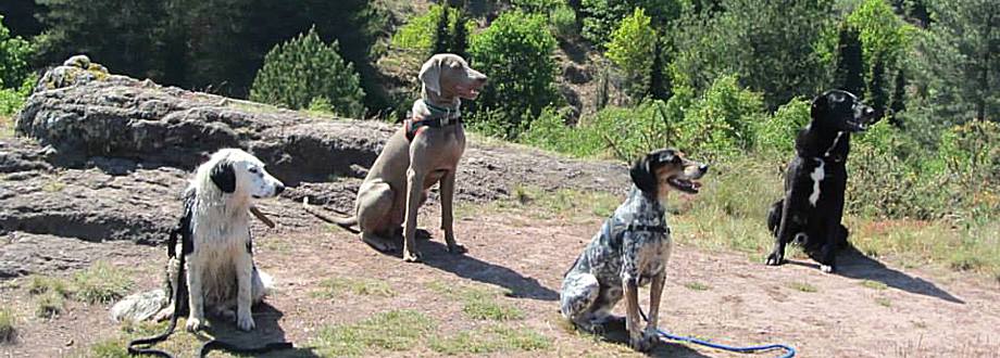 Education du chien de compagnie